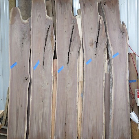 Lastest batch of 5 consecutive cuts of walnut, front side.  9/6/21